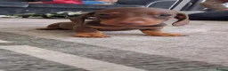 Dachshund dogs for sale: Dachshund puppies 🐶  in Barnsley - Advert 9