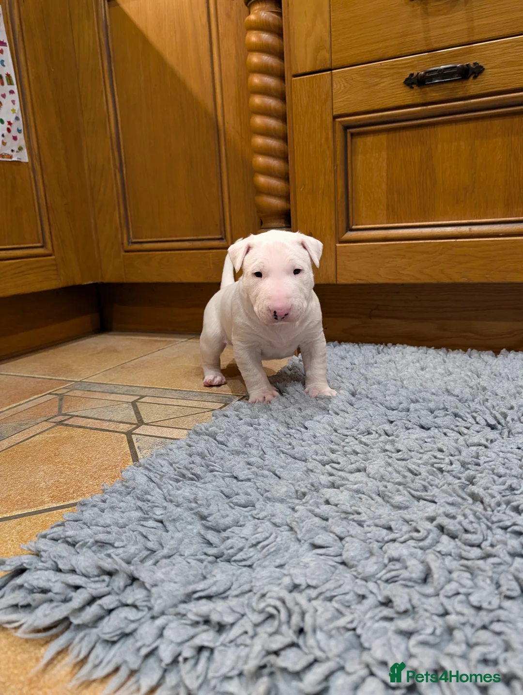 English Bull Terrier dogs for sale: English bull terrier pups - Advert 14