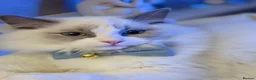 Ragdoll cats for sale: Bonded ragdoll kittens stunning blue eyed males in Birmingham - Advert 3