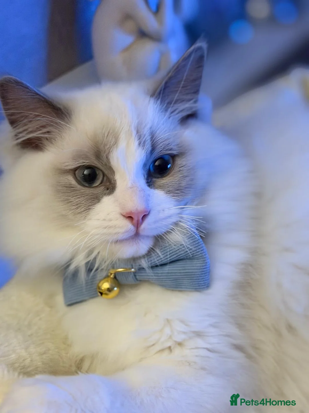 Ragdoll cats for sale: Bonded ragdoll kittens stunning blue eyed males - Advert 2