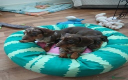 Dachshund dogs for sale: Miniature short hair daschund puppies  - Image 4