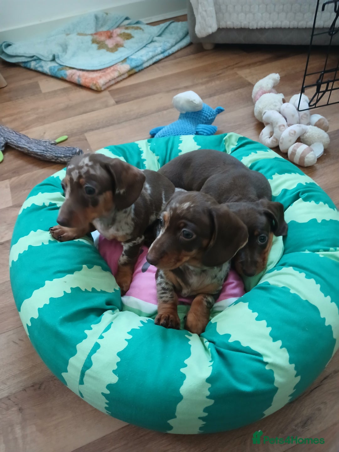 Dachshund dogs for sale: Miniature short hair daschund puppies  - Image 4