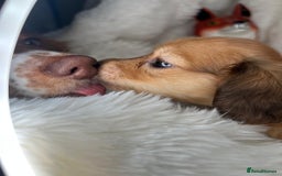 Dachshund dogs for sale: Cream (shaded) long haired dachshunds  - Image 5