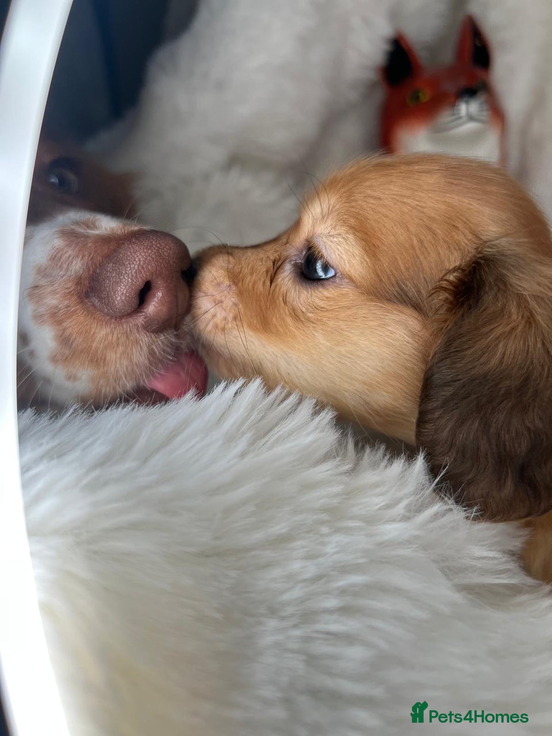 Dachshund dogs for sale: Cream (shaded) long haired dachshunds  - Image 5