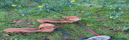 Dachshund dogs for sale: Mum and daughter mini dashounds for adoption   - Advert 7