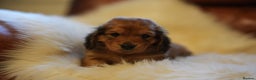 Miniature Dachshund dogs for sale: Beautiful cream miniature longs  - Advert 3