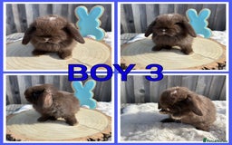 Mini Lop rabbits for sale: PURE MINI LOP BABIES  - Image 2