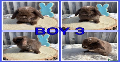 Mini Lop rabbits - Advert 1