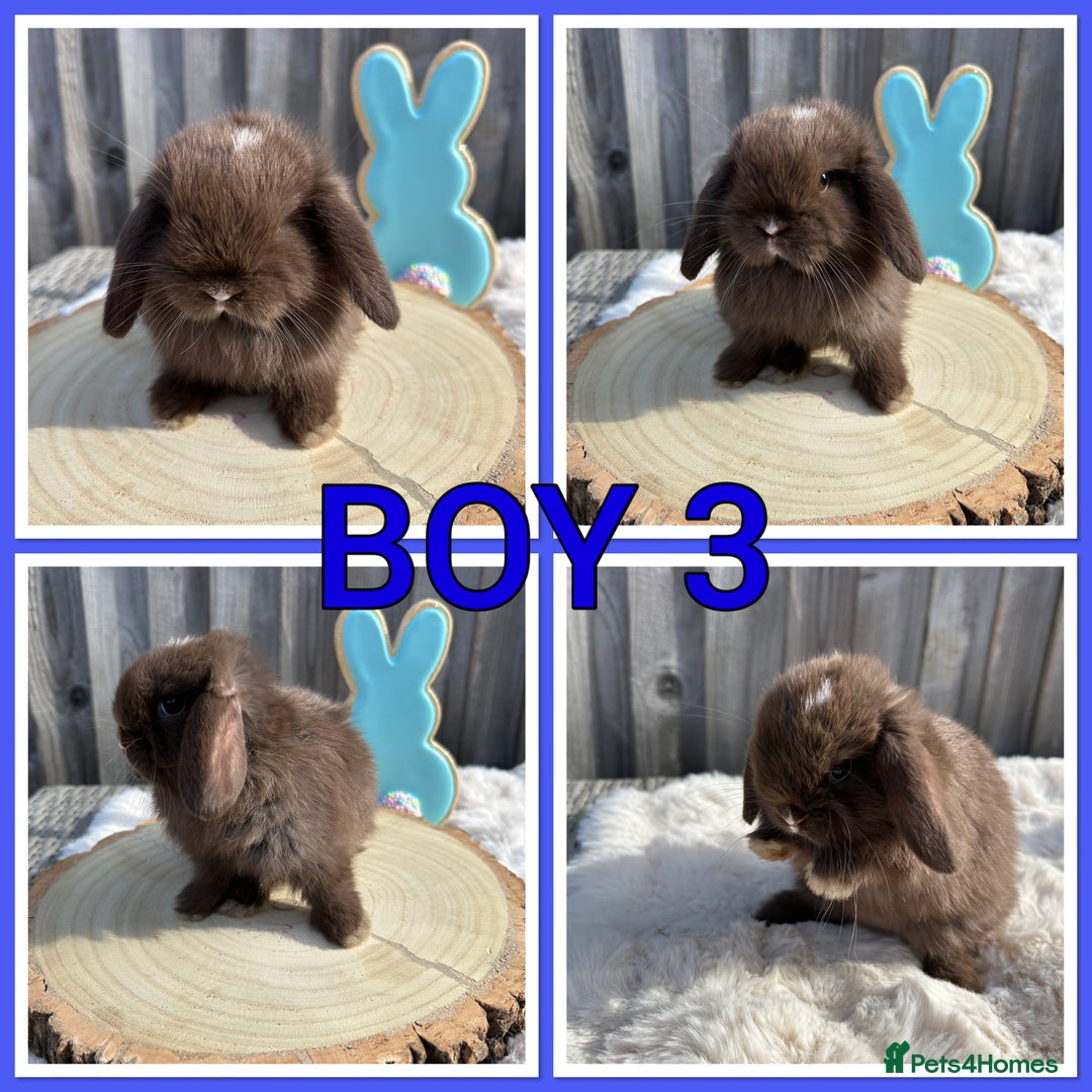 Mini Lop rabbits for sale: PURE MINI LOP BABIES  - Image 2