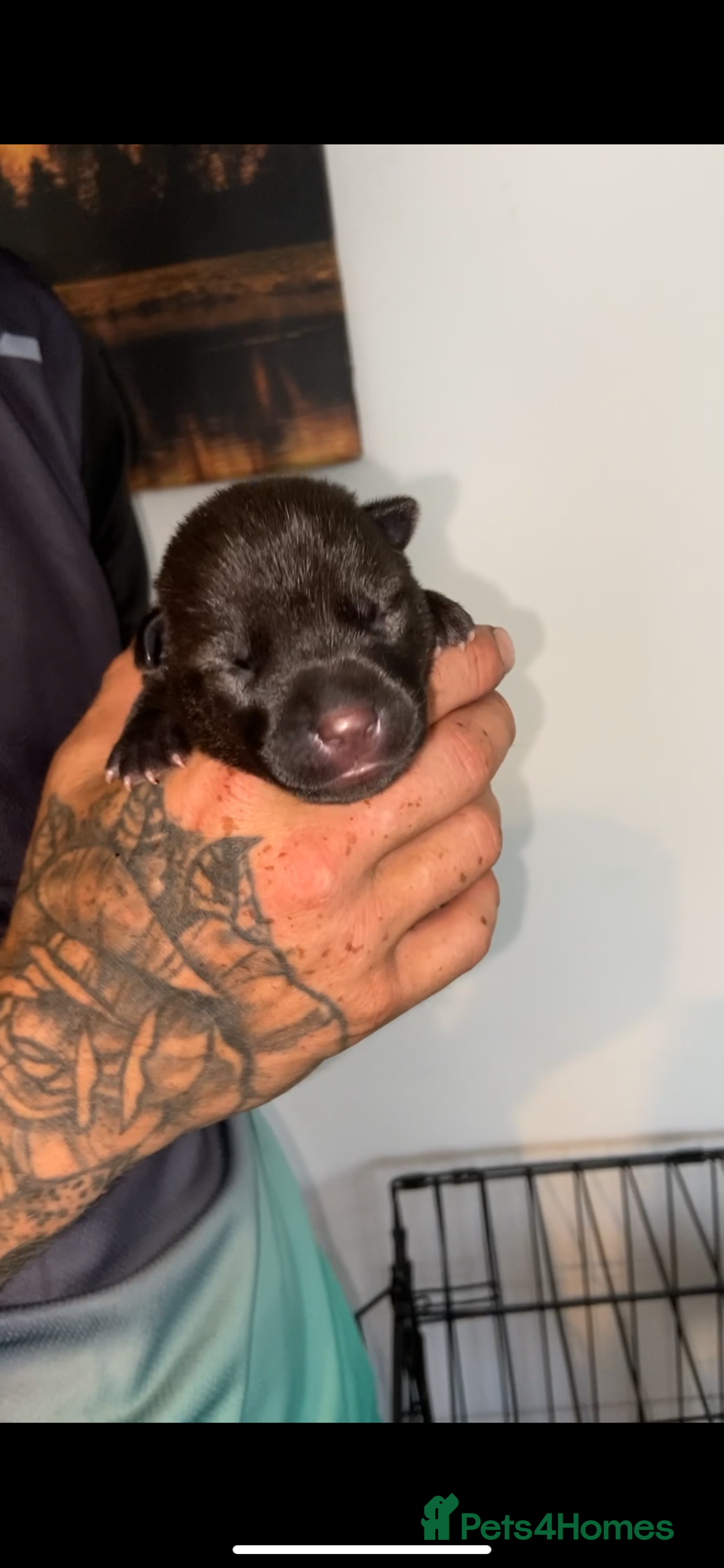 Mixed Breed dogs for sale: ⭐️Stunning Shar pei pups⭐️ - Image 6