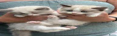 Ragdoll 3