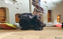 Labrador Retriever dogs for sale: 7 STUNNING BLACK LABRADOR PUPPIES - Image 7