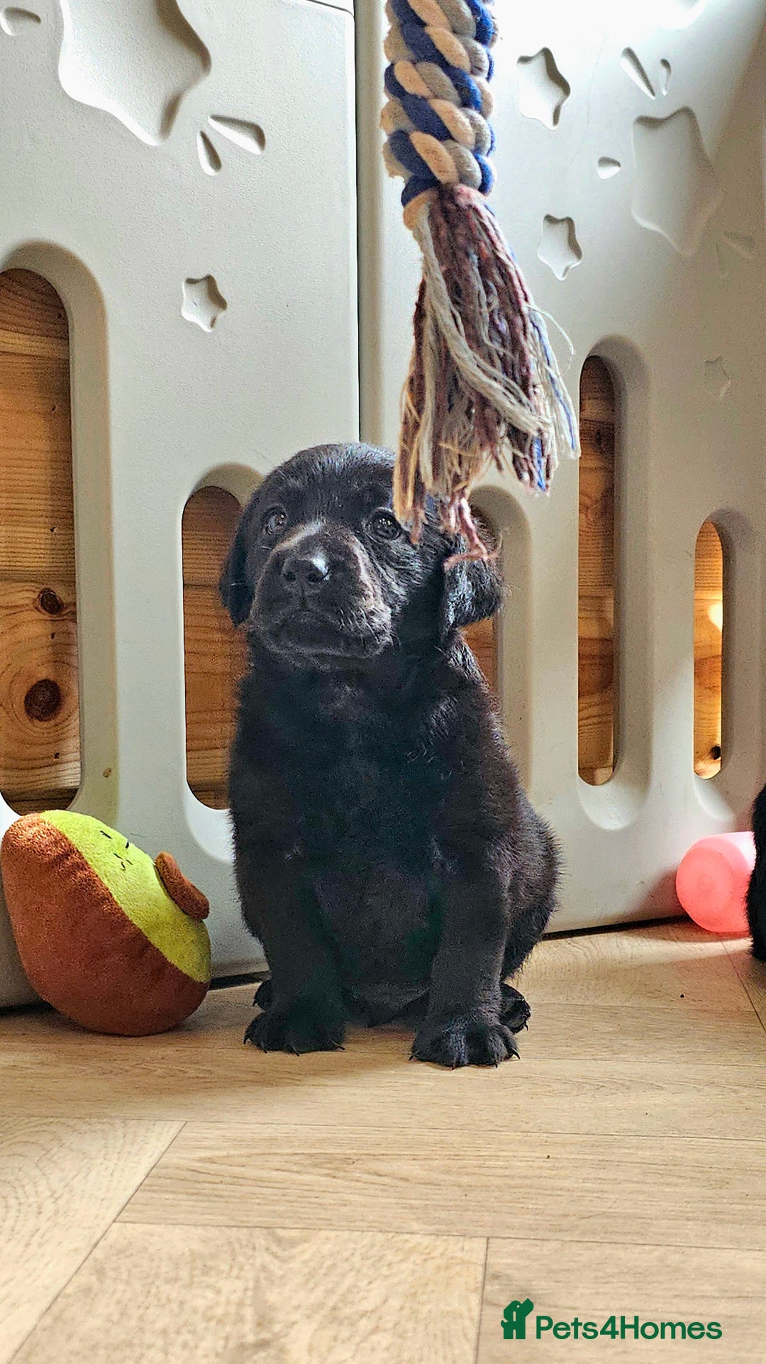 Labrador Retriever dogs for sale: 7 STUNNING BLACK LABRADOR PUPPIES - Image 7