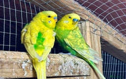 Budgerigars birds for sale: Beautiful Budgies for sale - Advert 4