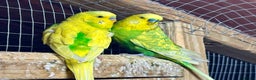 Budgerigars birds for sale: Beautiful Budgies for sale - Advert 4