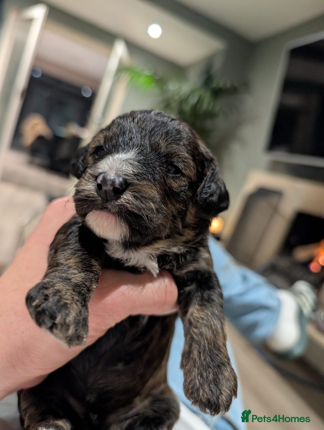 Cavachon dogs for sale: F1 CAVAPOOCHON PUPPIES  - Advert 13