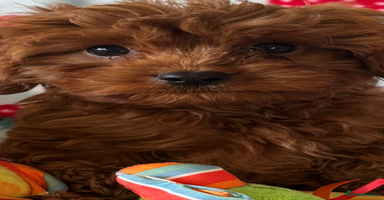 Cavapoo dogs - Advert 9
