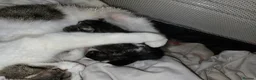 Arabian Mau cats for sale: Male kittens available  - Advert 3
