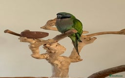 Parakeets birds for sale: Derby parrot - Image 6