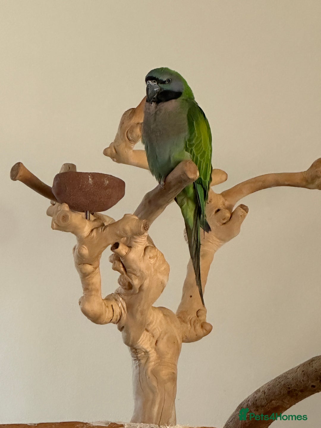 Parakeets birds for sale: Derby parrot - Image 6