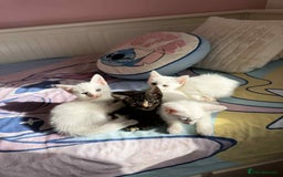 American Shorthair cats for sale: Kittens  - Image 5