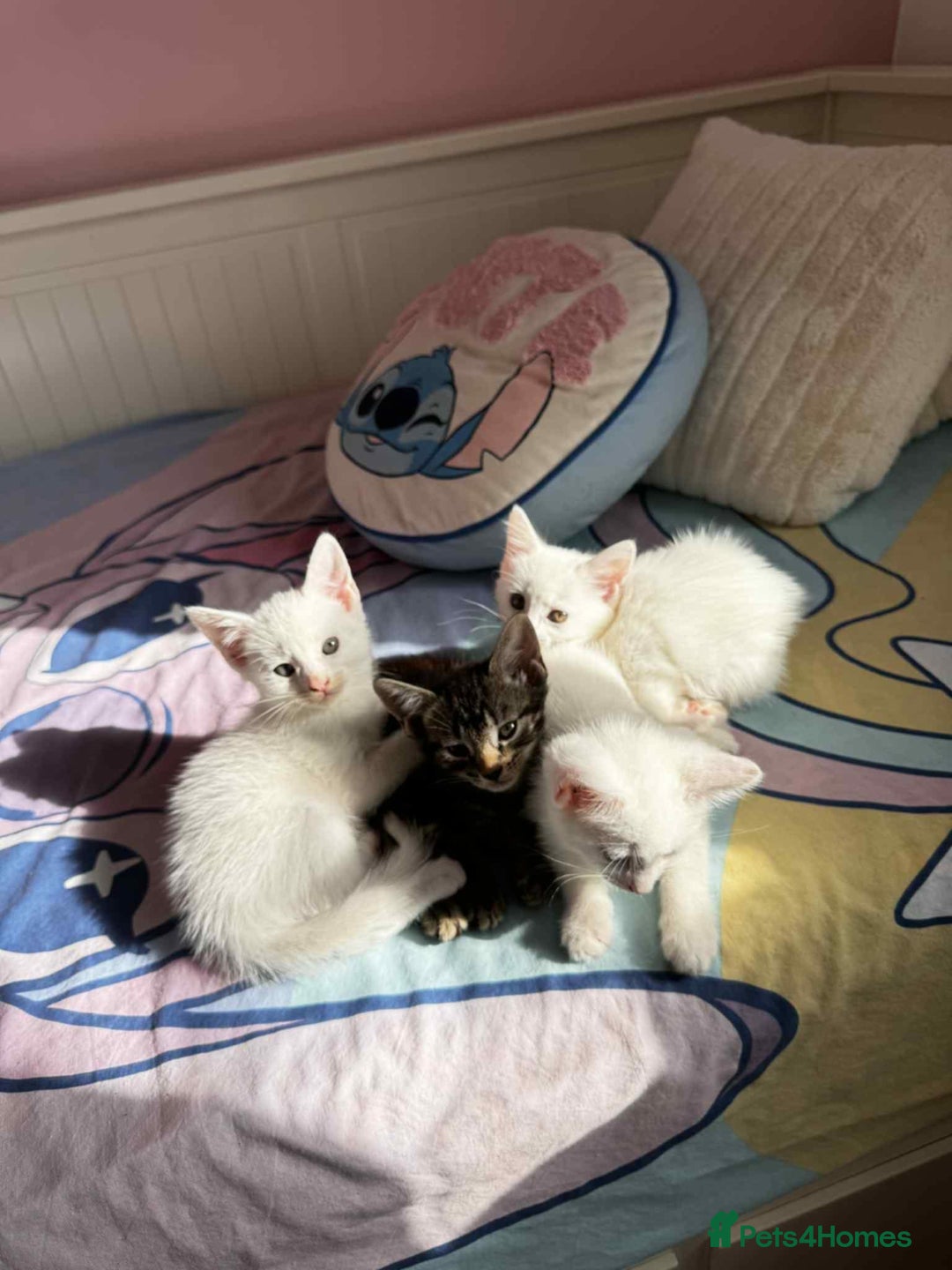 American Shorthair cats for sale: Kittens  - Image 5