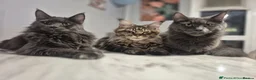 Maine Coon cats for sale: 😻Active TICA Registered XL Maine Coon Queen - Advert 5