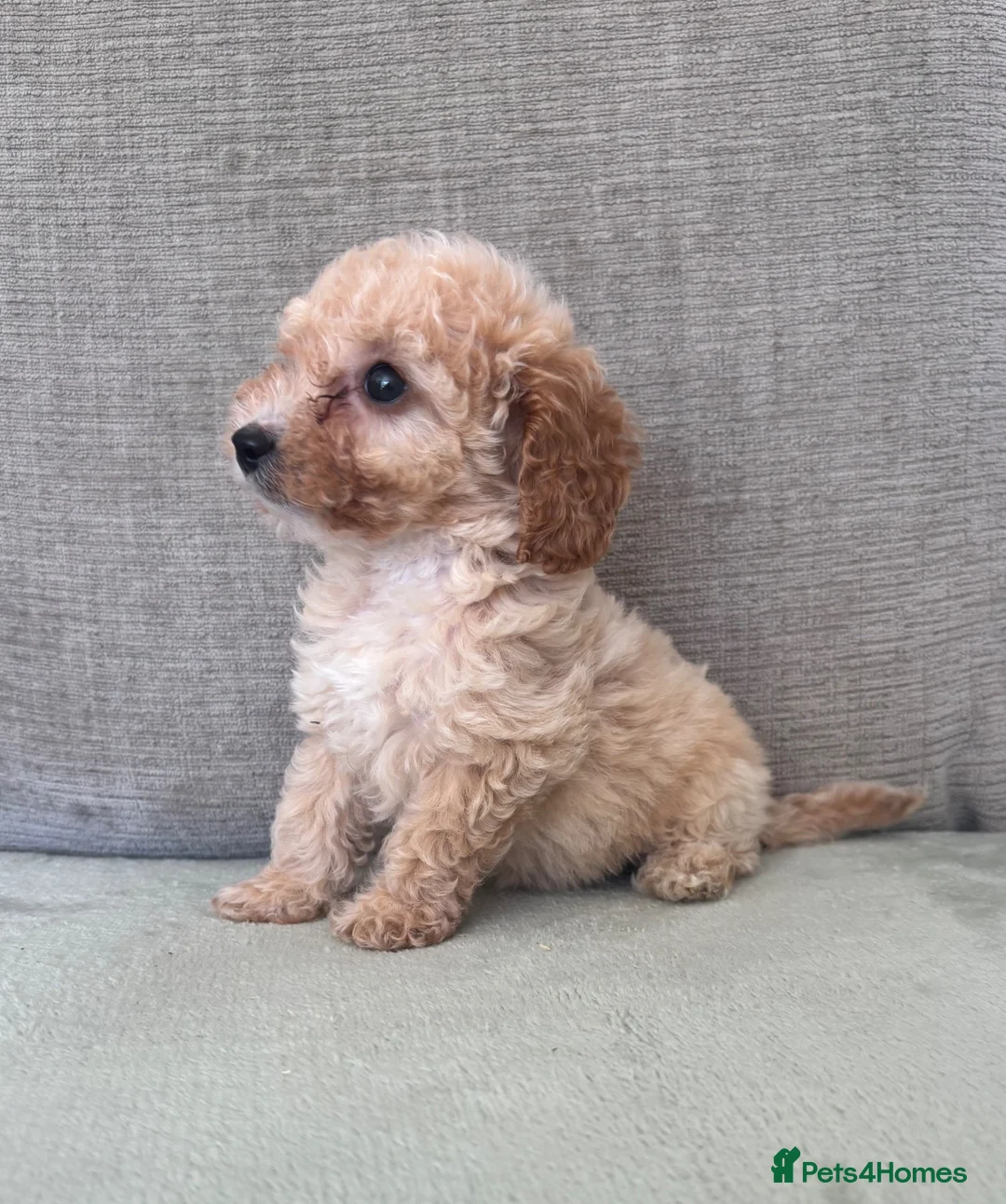 Cockapoo dogs for sale: F1b cockapoo puppy’s  - Advert 2