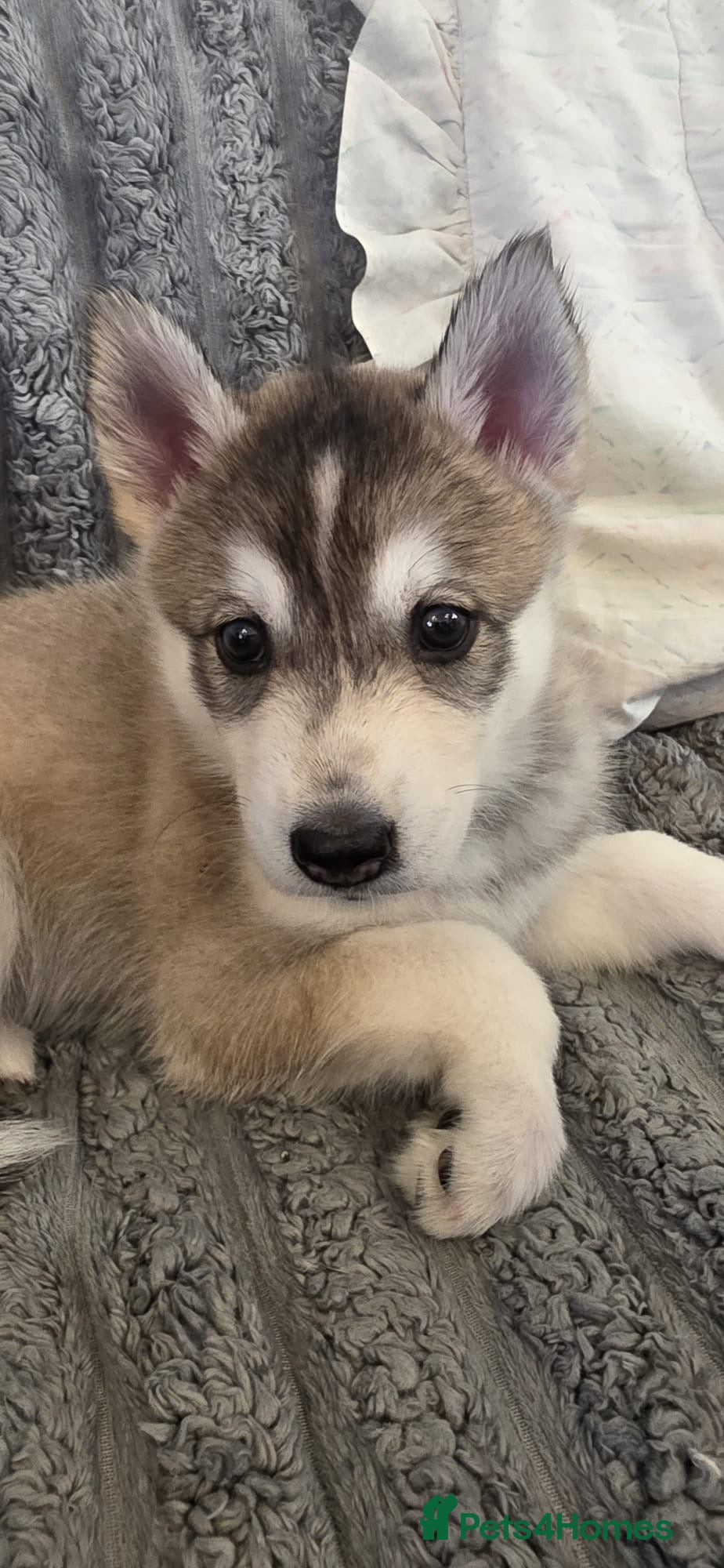 Mixed Breed dogs Beautiful Shepski puppies  - Advert 2