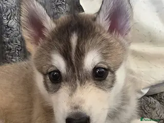 Mixed Breed dogs Beautiful Shepski puppies - Advert 2