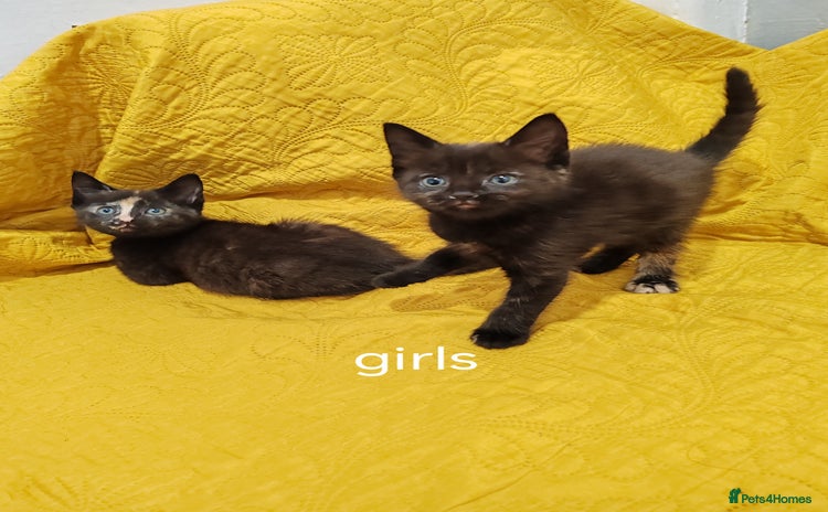Mixed Breed cats - Advert 7