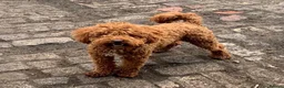 Schnoodle dogs for sale: 🐾 Adorable Schnoodle Puppies 🐾 - Advert 3