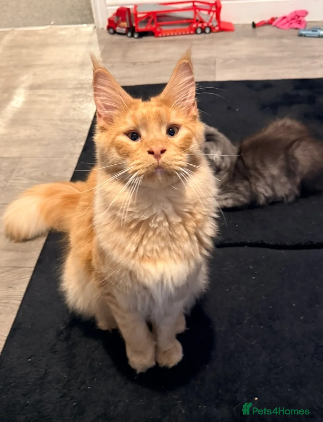 Maine Coon cats for sale: Male Maine coon for sale  - Advert 1