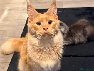 Maine Coon cats Male Maine coon for sale - Advert 1