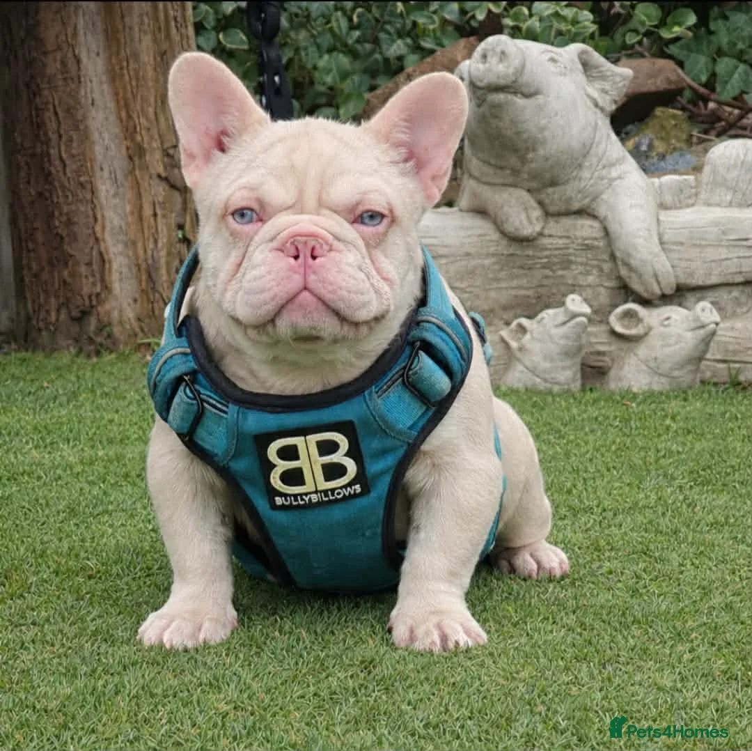 French Bulldog dogs for stud: Full pink carrying fluffy and test choc  - Advert 2