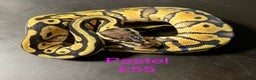 Python Snake reptiles for sale: Ball/royal pythons  - Advert 5