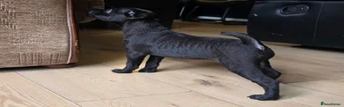 Patterdale Terrier Puppy 1