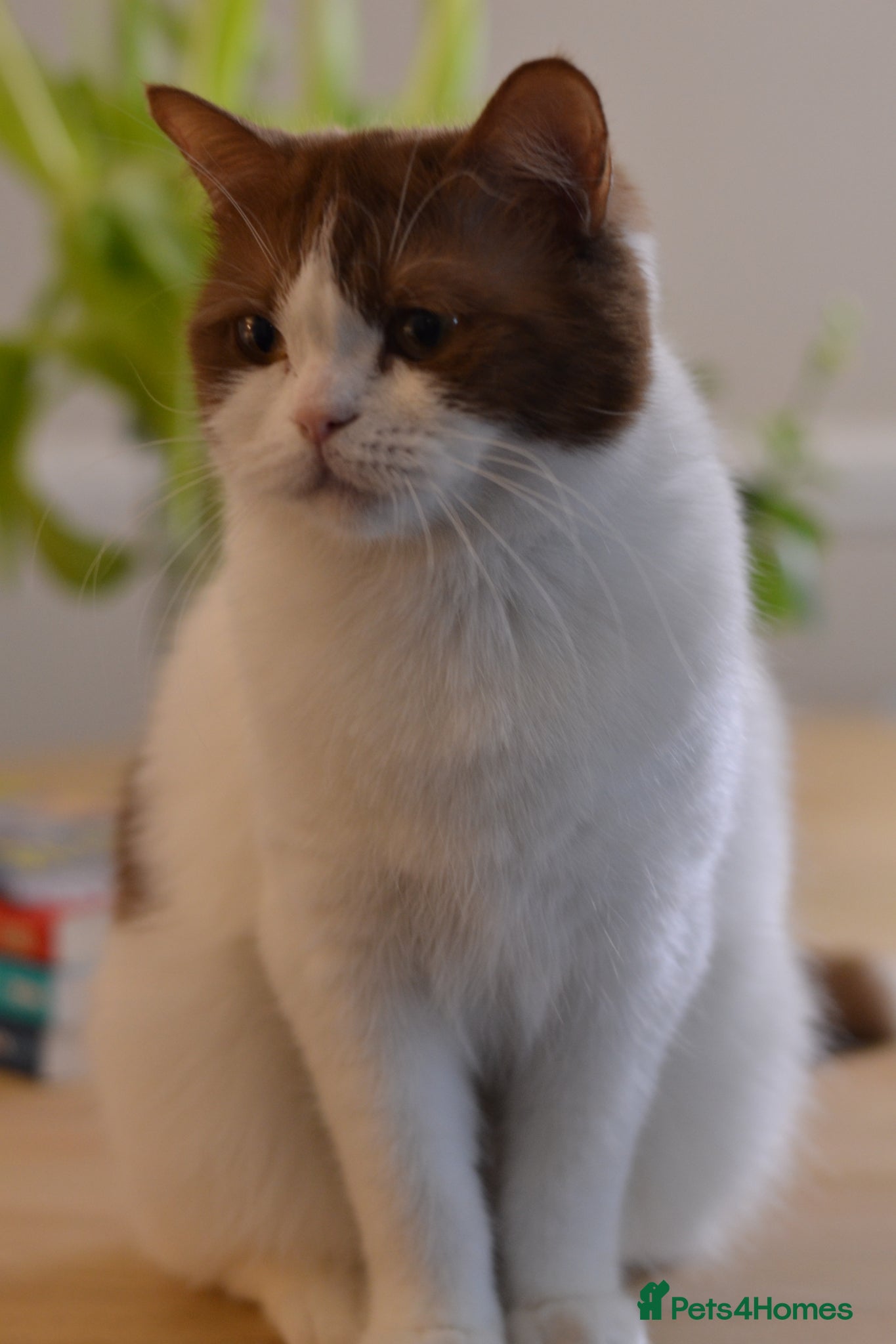 British Shorthair cats TICA / GCCF stunning bicolour girl  - Advert 1