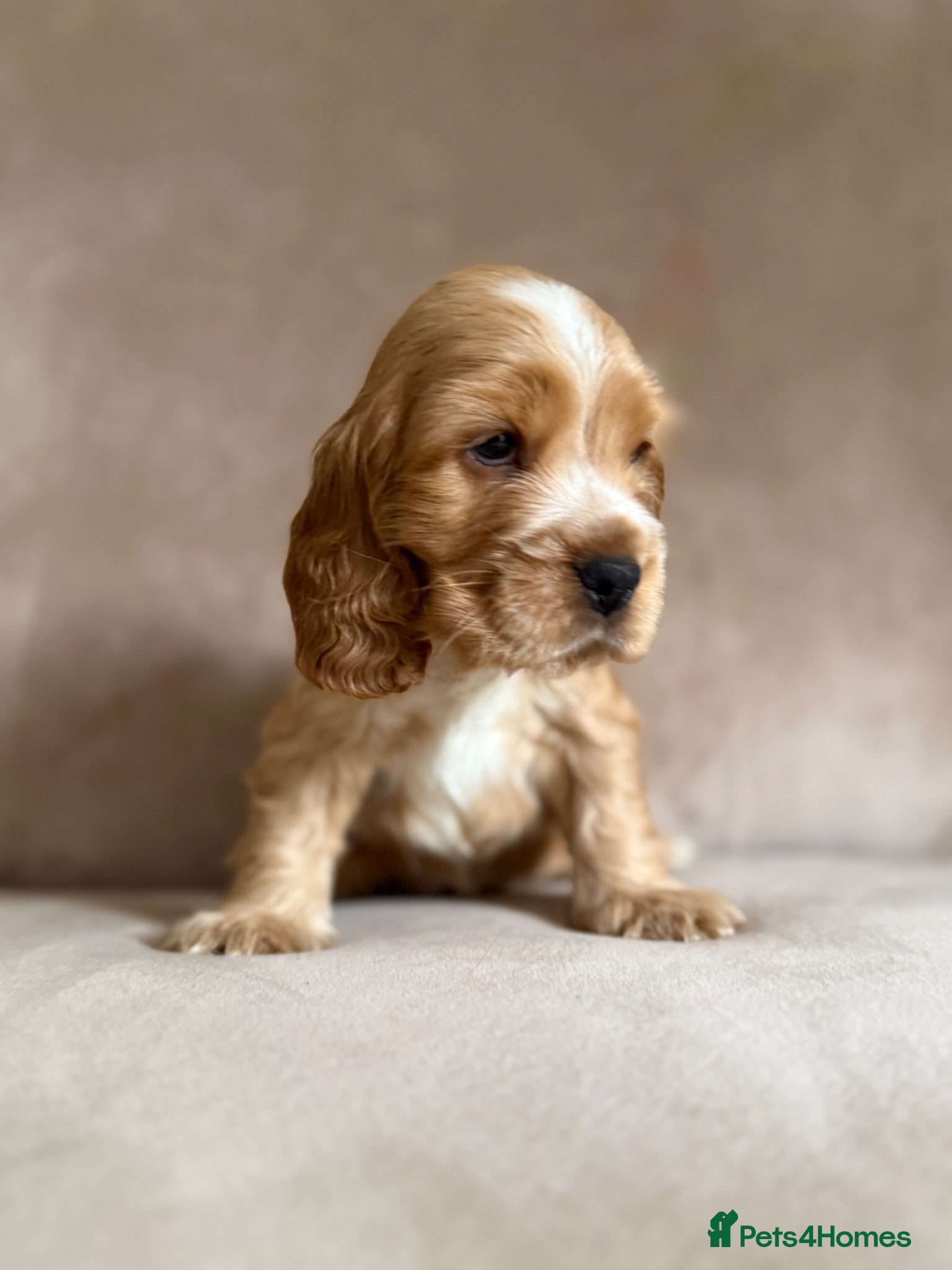Cocker Spaniel dogs Champion show lines kc show type cocker spaniels - Advert 6
