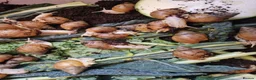 Snails invertebrates for sale: Giant Albino African Land Snail Babies  - Advert 3