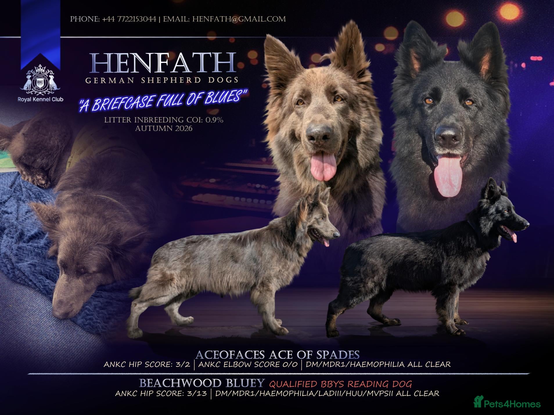 German Shepherd dogs KC health tested black & blue german shepherds - Advert 1
