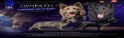 German Shepherd dogs for sale: KC health tested black & blue german shepherds - Advert 1