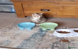 Domestic Shorthair cats for sale: Lovable kittens for homing - Image 12