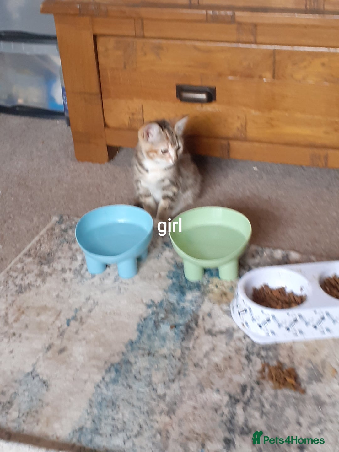 Domestic Shorthair cats for sale: Lovable kittens for homing - Image 12