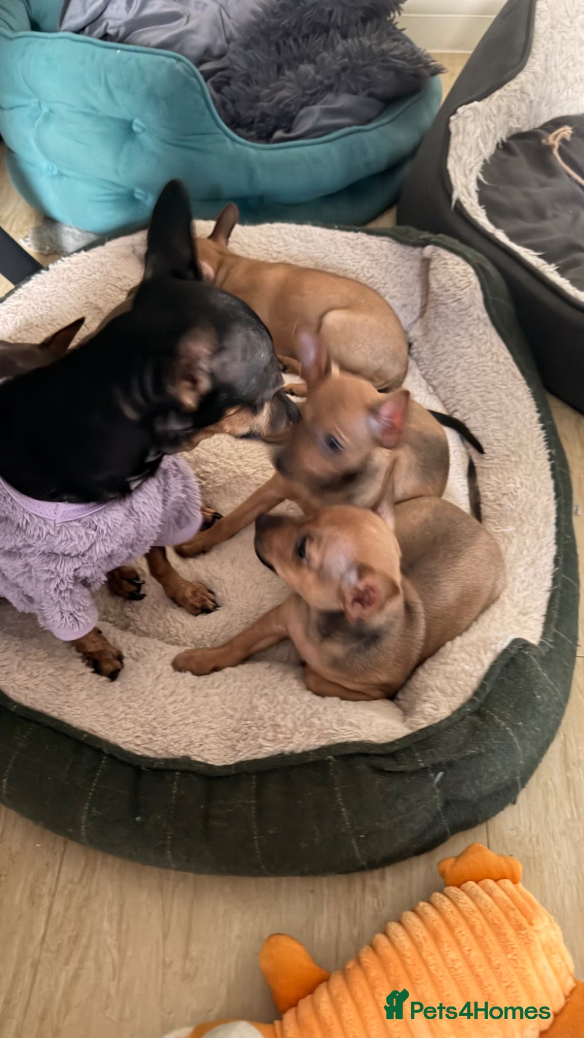 Russian Toy Terrier dogs Russian Toy Terrier - Advert 1