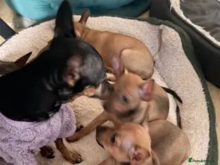 Russian Toy Terrier dogs for sale: Russian Toy Terrier - Advert 1