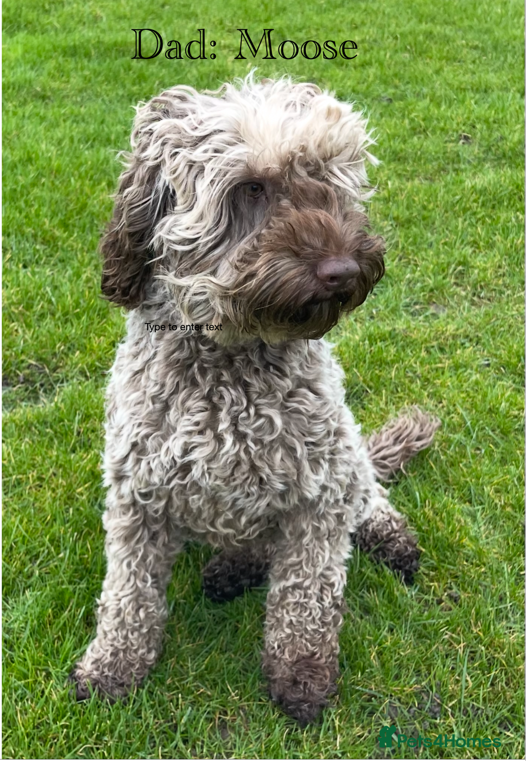Australian Labradoodle dogs for sale: 5 Australian Labradoodle girls - Advert 18