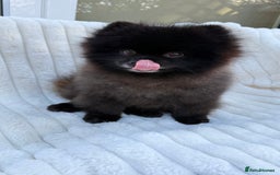Pomeranian dogs for sale: Beautiful teddy bear( Russian). - Image 9
