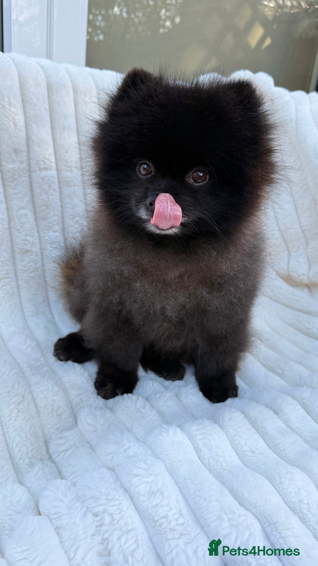 Pomeranian dogs for sale: Beautiful teddy bear( Russian). - Image 9