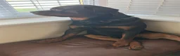 Rottweiler dogs for sale: Rottweiler - Advert 2